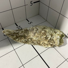 Ракушки